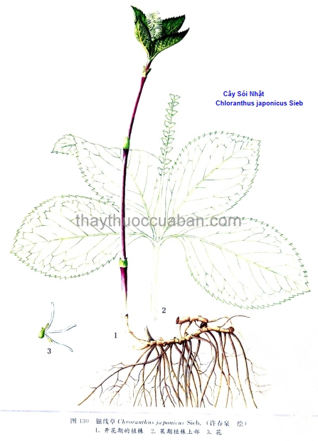 Hình ảnh cây Sói Nhật Chloranthus Japonicus Sieb
